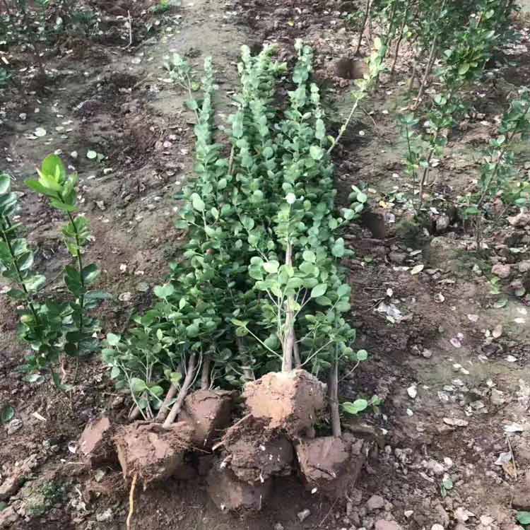 瑞生园 绿化苗木基地常年供应北海道黄杨价格优惠