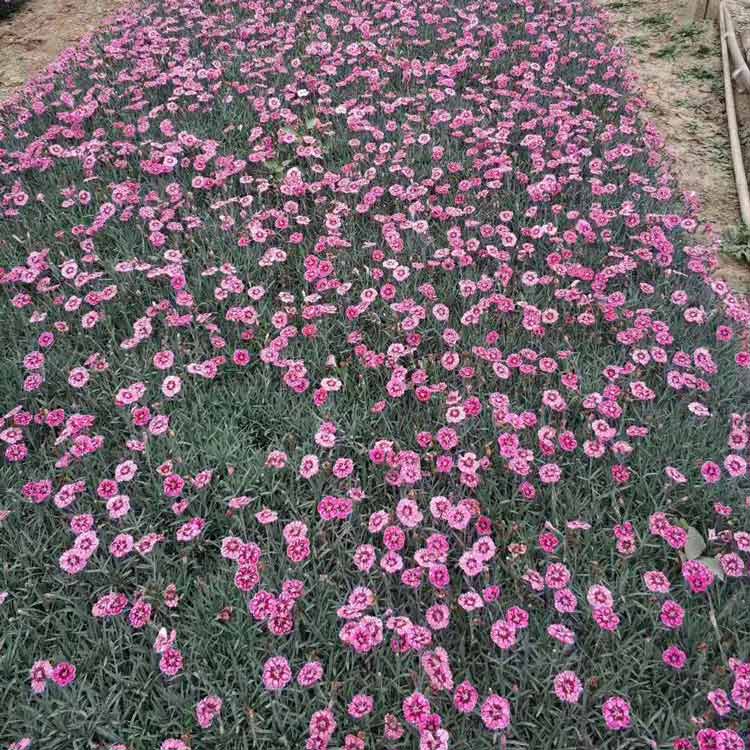 山东彩虹石竹种植基地 瑞生园