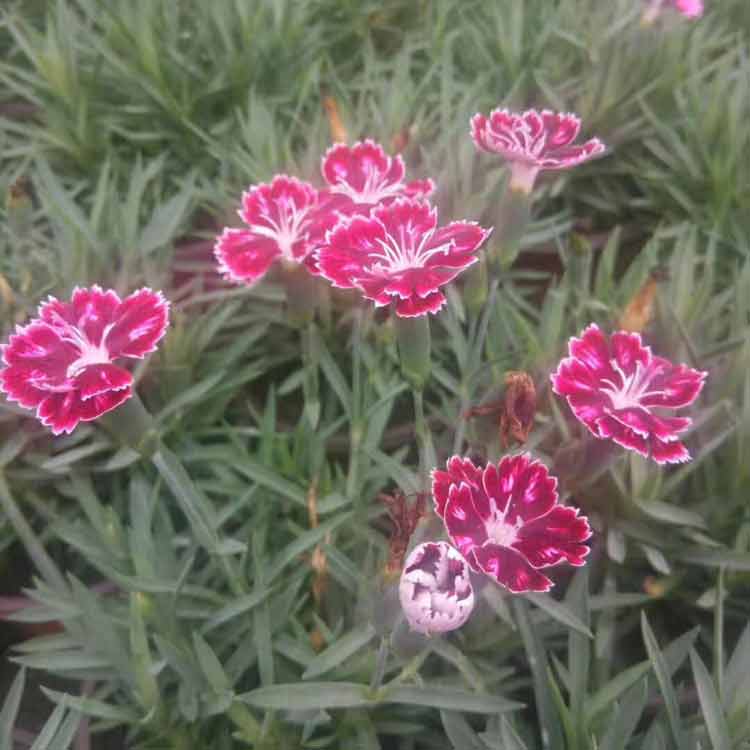 好的彩虹石竹基地 批发价格 优惠多多