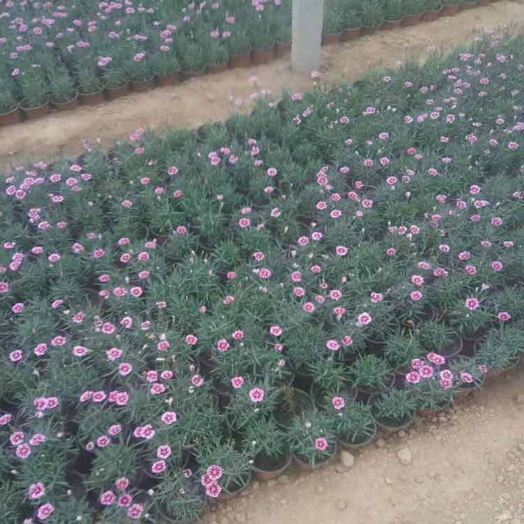 批发价格低的彩虹石竹 培育基地