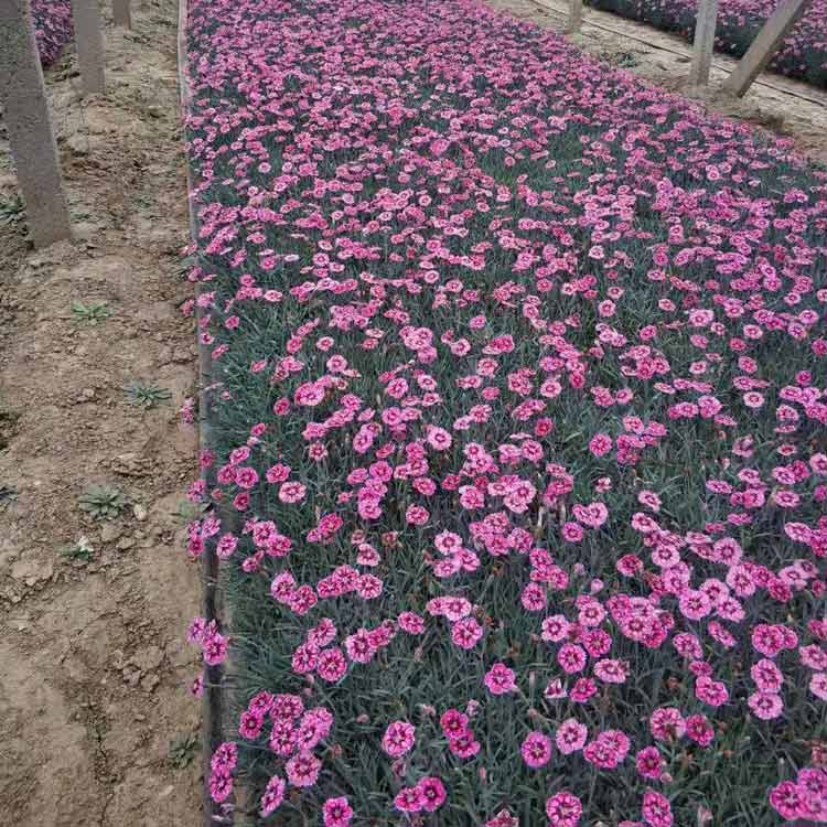 彩虹石竹供应商 彩虹石竹批发价格