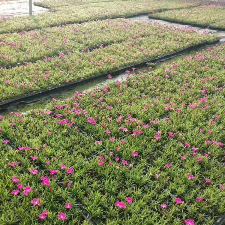 欧石竹基地批发供应小苗 欧石竹价格报价低