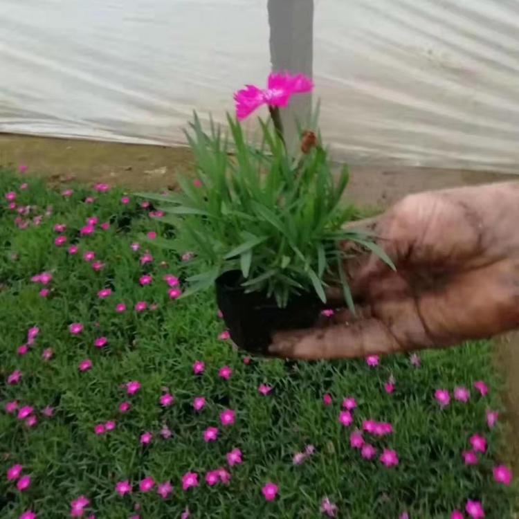 欧石竹花卉批发 青州草花 欧石竹小苗