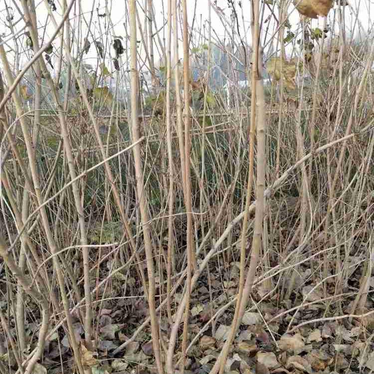 看这里 林博供应丛生丁香 丁香苗批发 苗圃直销