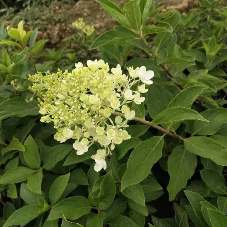 木绣球小苗 木绣球树苗厂家批发 苗圃直销 量大价优