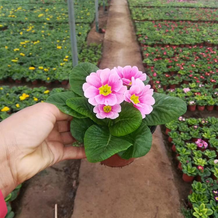 报春花 年宵花 北方草花基地 鸿艺 花海草花 花海品种 报春花大苗