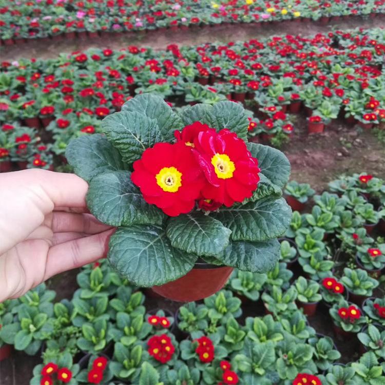 宿根花卉 单瓣报春花 花海品种 报春花苗 花海草花 租摆草花