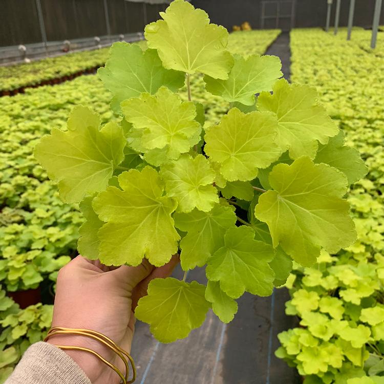矾根 大量现货 耐寒草花 基地报价【鸿艺】花海设计