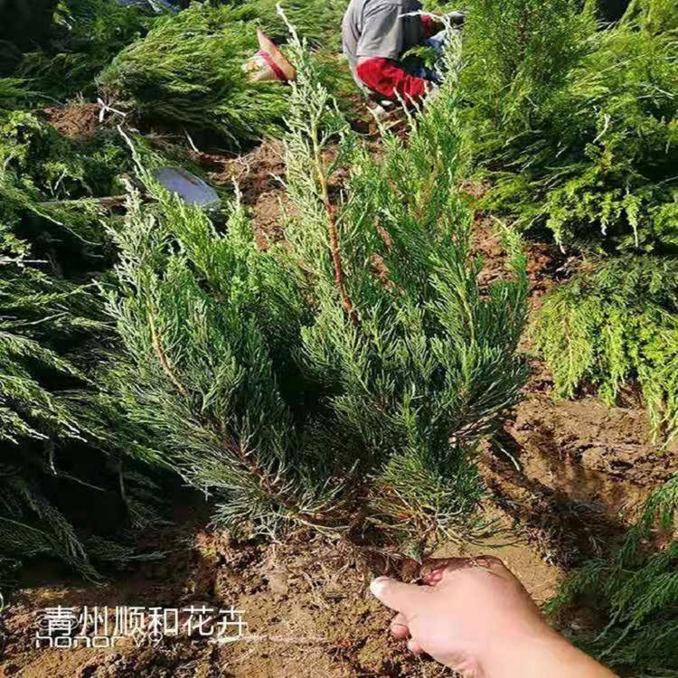 小龙柏价格  日照小龙柏批发商  30-60公分小龙柏