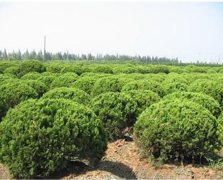 基地直销小龙柏批  40高小龙柏批发价格