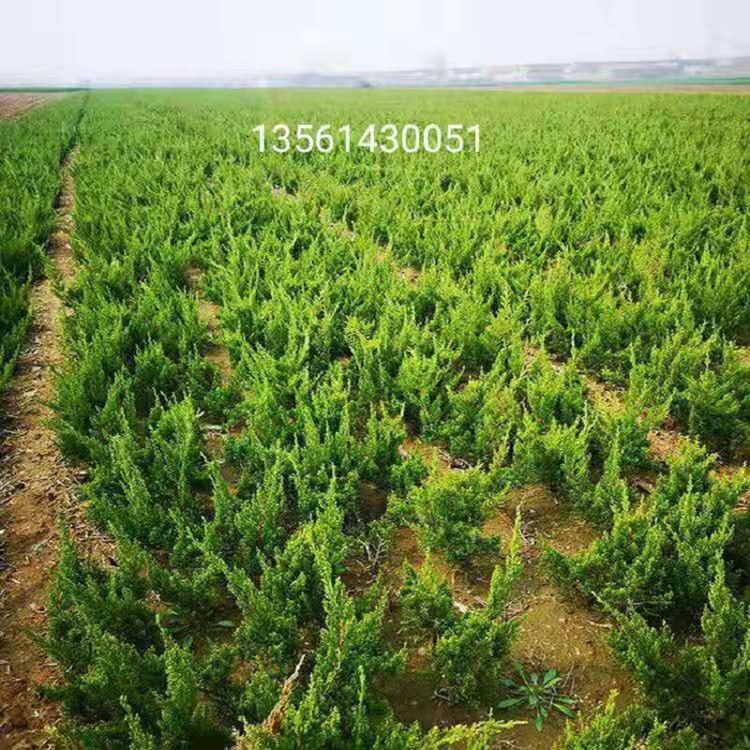 基地直销小龙柏价格  公路隔离带小龙柏批发