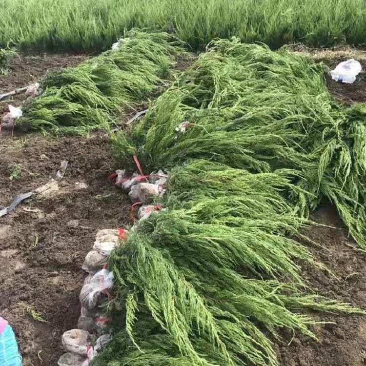 大量供应60公分小龙柏苗  顺和花卉直销大冠幅小龙柏苗