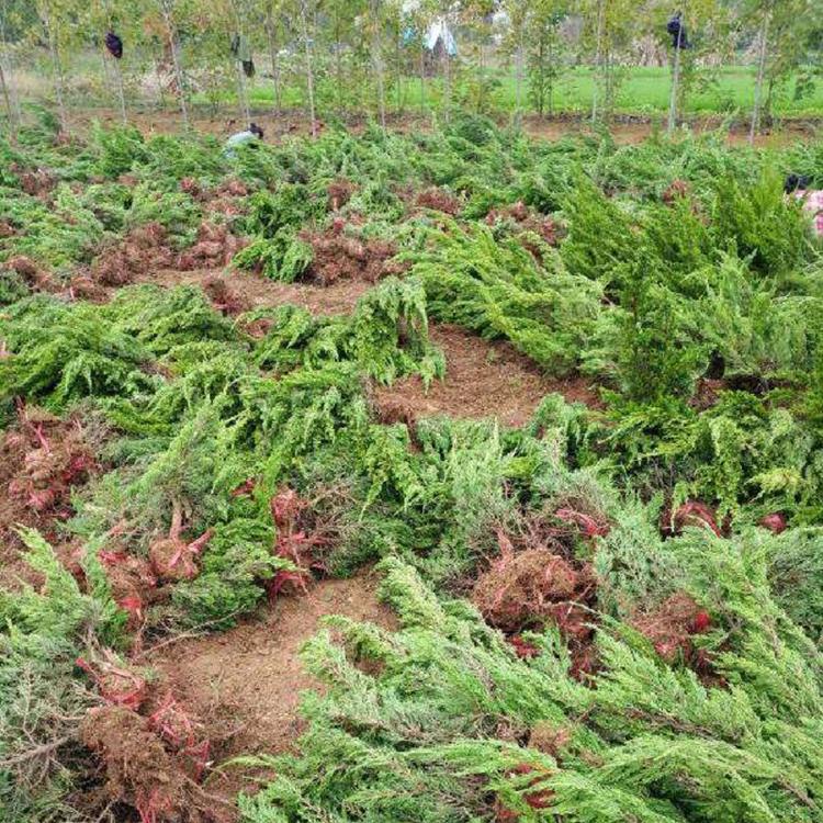 北方绿化工程用小龙柏苗价格  小龙柏批发  小龙柏