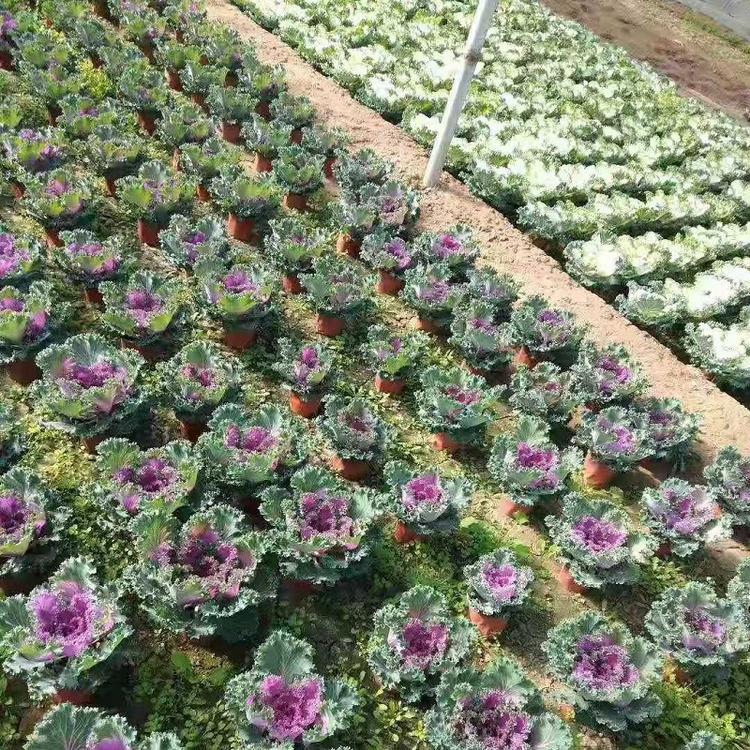 羽衣甘蓝价格供 公园观赏  花羽衣甘蓝批发供应