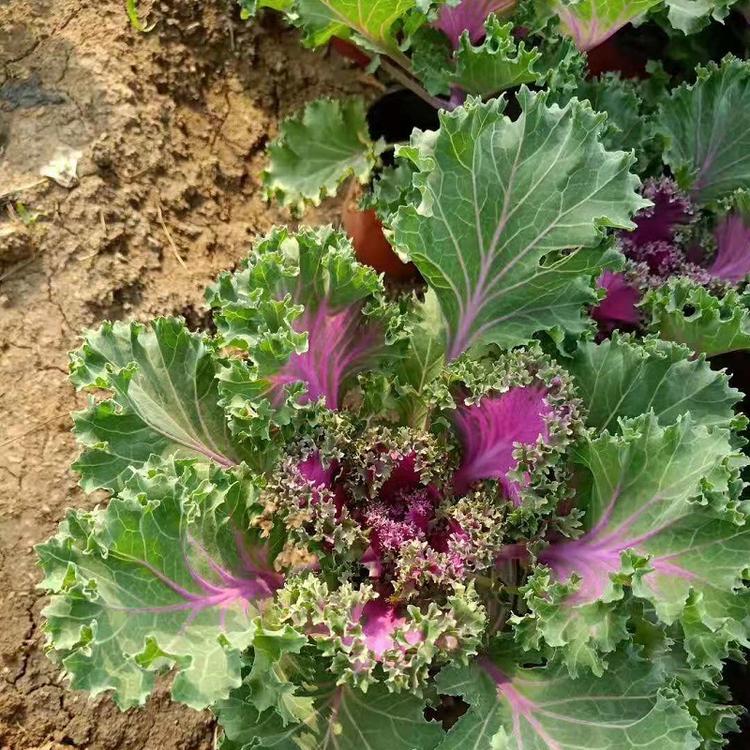 批发彩色植物羽衣甘蓝  羽衣甘蓝价格  羽衣甘蓝小苗