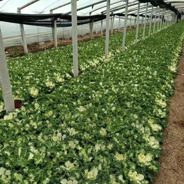 青州彩色植物羽衣甘蓝批发  多色羽衣甘蓝价格  耐寒
