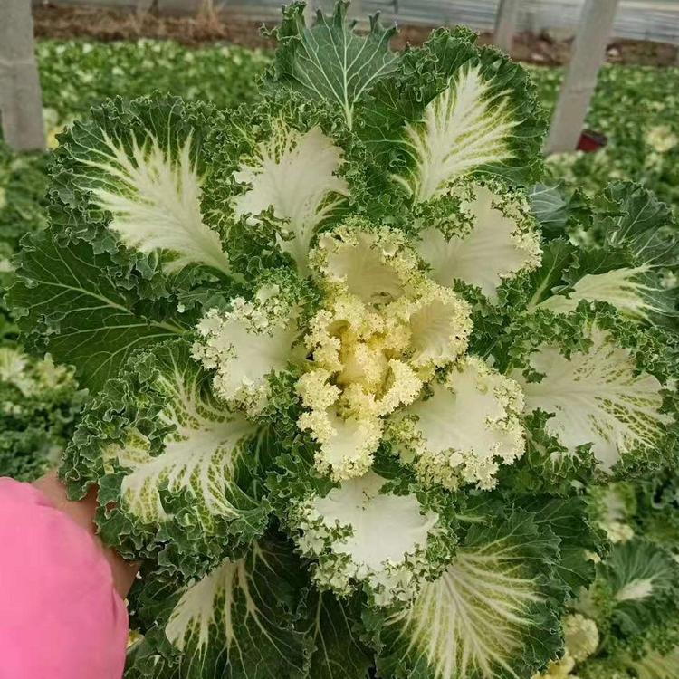 苗圃供应羽衣甘蓝  羽衣甘蓝价格批发  耐寒 羽衣甘蓝