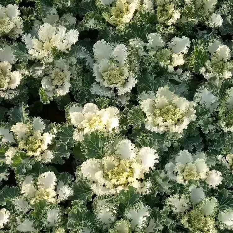 彩色植物羽衣甘蓝批发  羽衣甘蓝价格  羽衣甘蓝苗