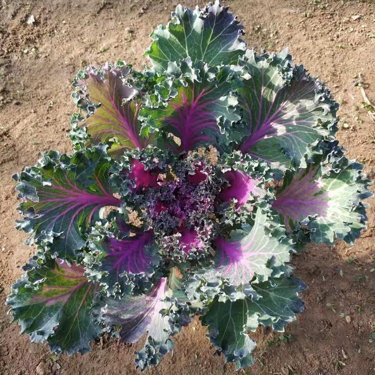 批发羽衣甘蓝冬季租摆草花  抗寒抗冻羽衣甘蓝基地