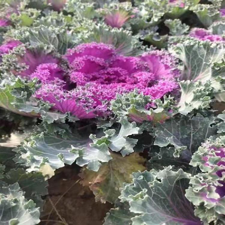 青州羽衣甘蓝批发  观赏草花羽衣甘蓝基地  羽衣甘蓝价格