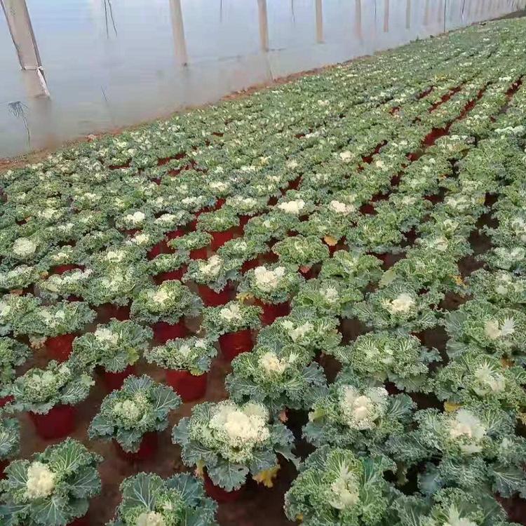 黄楼彩色植物羽衣甘蓝批发  羽衣甘蓝价格