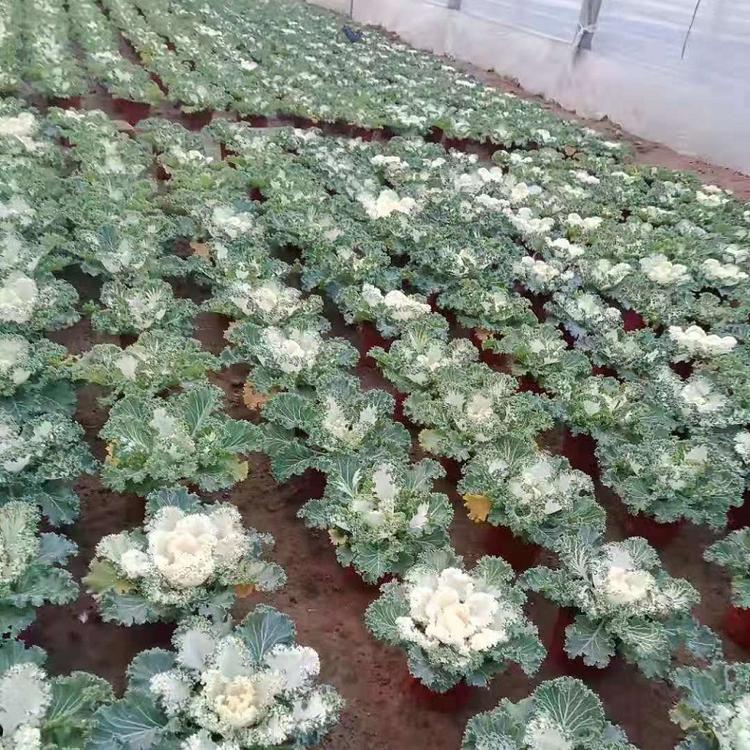 大量批发供应羽衣甘蓝  多色羽衣甘蓝价格