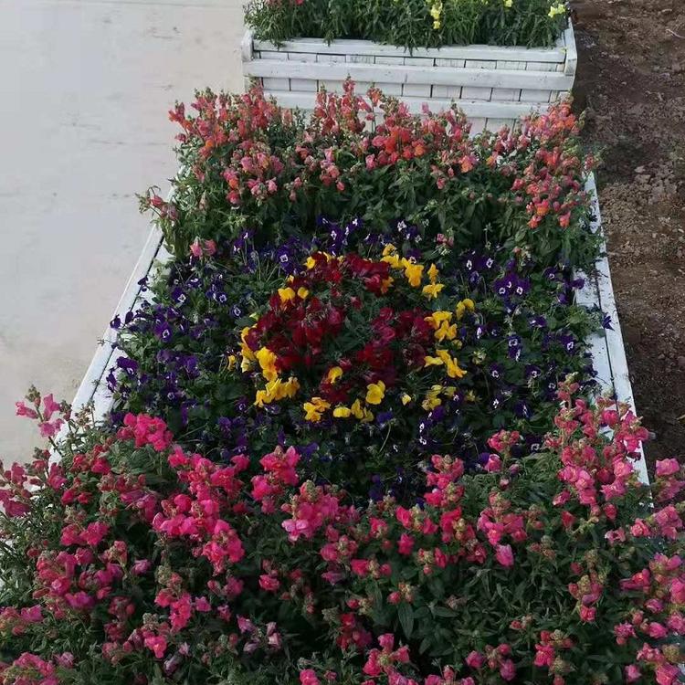 冬季花坛造型羽衣甘蓝  公园绿化观赏彩色植物羽衣甘蓝