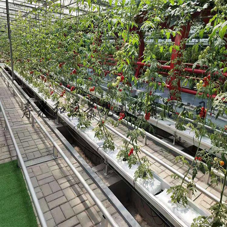 墙体式无土栽培    蔬菜水果无土栽培 植物 无土栽培厂家
