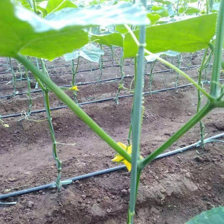 甘肃贴片滴灌带 贴片滴灌带供应 厂家直销