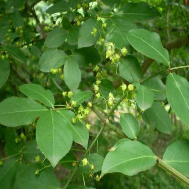 山东卫矛种植基地  瑞生园 价格优惠 品种优良