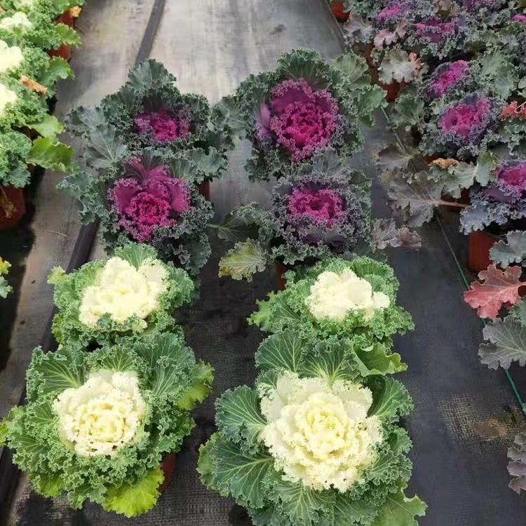 彩色植物羽衣甘蓝 大量批发羽衣甘蓝