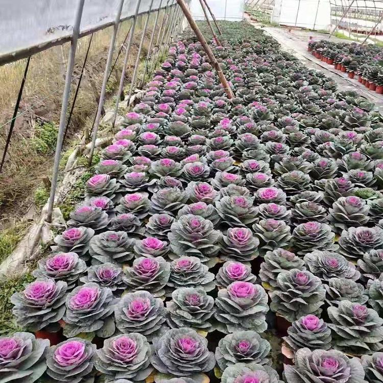 羽衣甘蓝批发 山东羽衣甘蓝基地 羽衣甘蓝供应