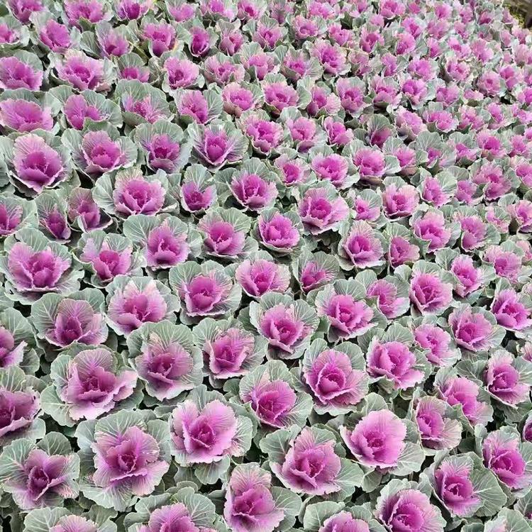 【顺和花卉】羽衣甘蓝价格