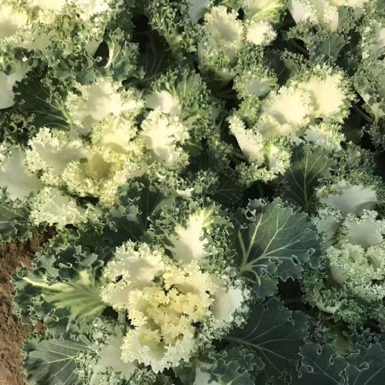 羽衣甘蓝批发商  羽衣甘蓝价格  羽衣甘蓝基地