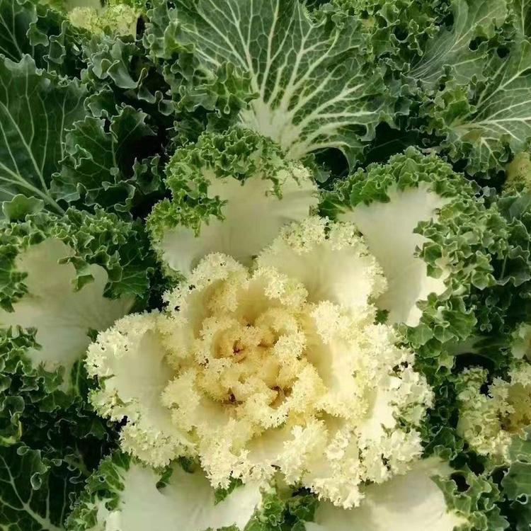 花园景观用苗羽衣甘蓝批发  多色盆栽羽衣甘蓝价格
