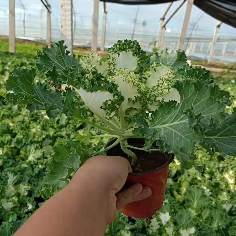 植物羽衣甘蓝价格  庭院美化羽衣甘蓝批发