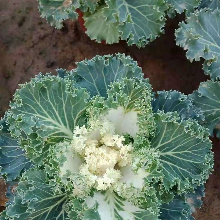羽衣甘蓝价格  四季草花 鸽系羽衣甘蓝基地