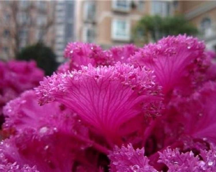 山东冬季耐寒抗冻草花羽衣甘蓝批发  羽衣甘蓝价格