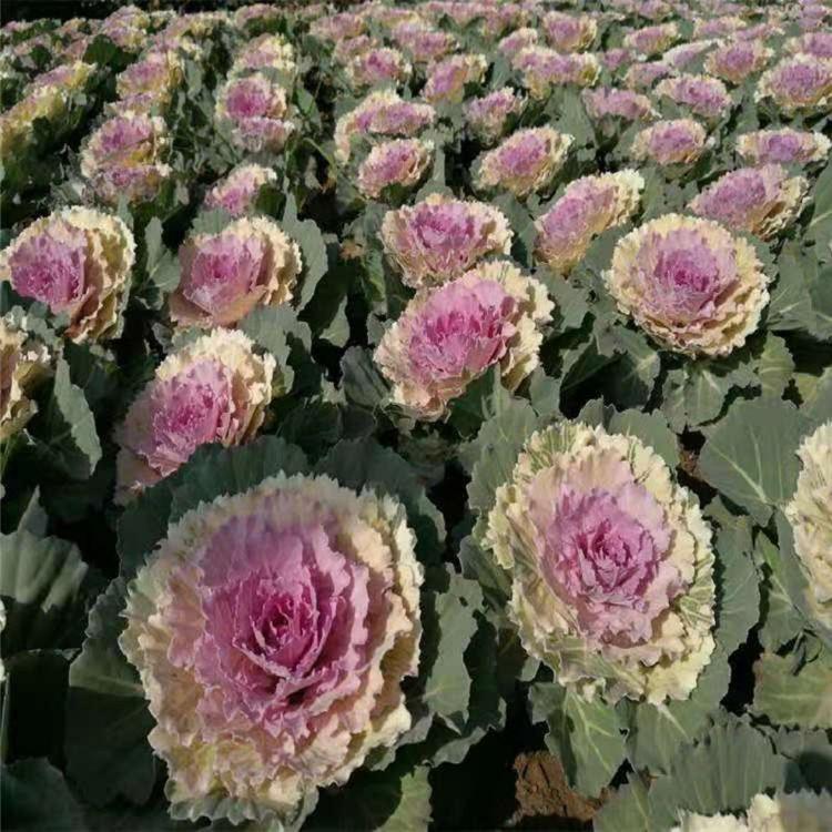 羽衣甘蓝精种 皱叶羽衣甘蓝批发 甘蓝花种子