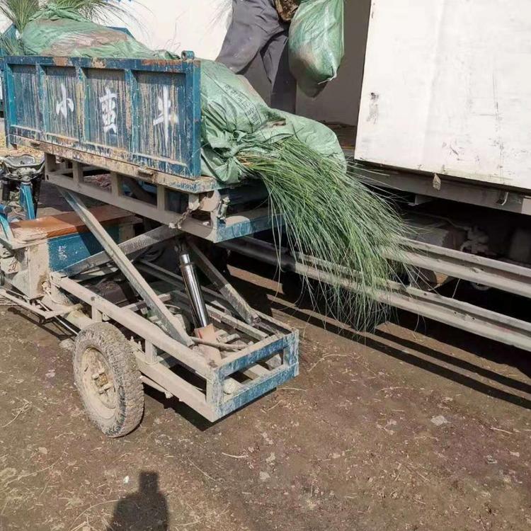 细叶芒的种植密度 园林用细叶芒 钰艺细叶芒批发