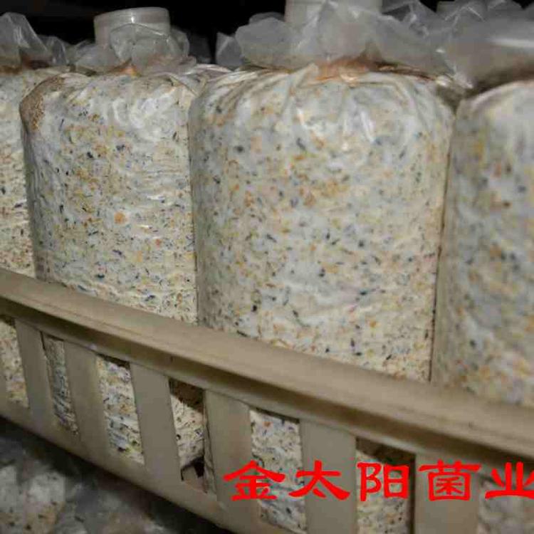 羊肚菌菌种营养包 提供免费技术和大棚场地 包回收