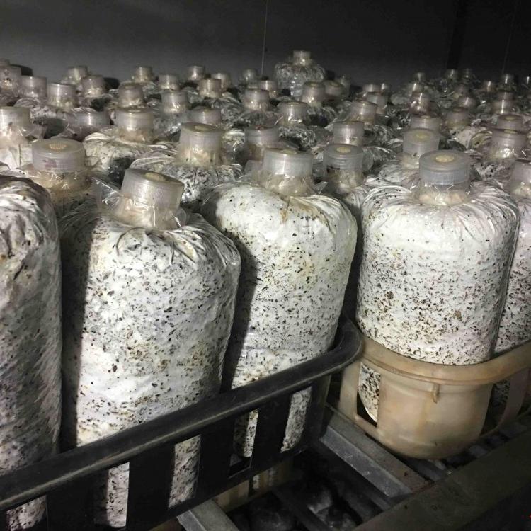 黑皮鸡枞菌种黑皮鸡枞菌包 专业供应提供黑皮鸡枞种植技术