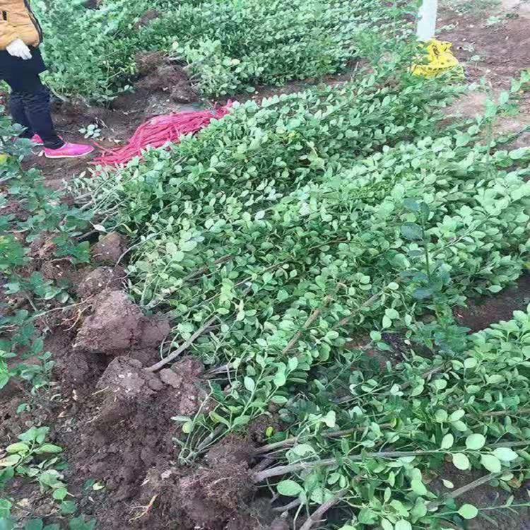 山东北海道黄杨苗圃直销  广东北海道黄杨  价格优惠咨询顺和花卉