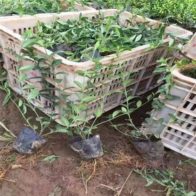 爬行卫矛批发  小叶扶芳藤价格  大叶扶芳藤供应商  扶芳藤基地