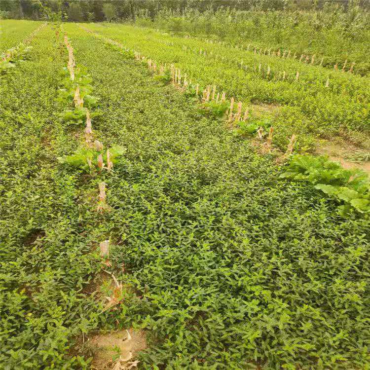 小叶扶芳藤基地 爬行卫矛价格 大叶扶芳藤批发