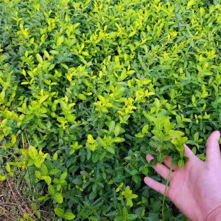 扶芳藤批发  小叶扶芳藤供应商  直立扶芳藤基地  扶芳藤价格