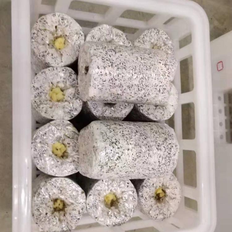 菌包销售及菌包定制黑皮鸡枞菌免费技术培训全程技术指导