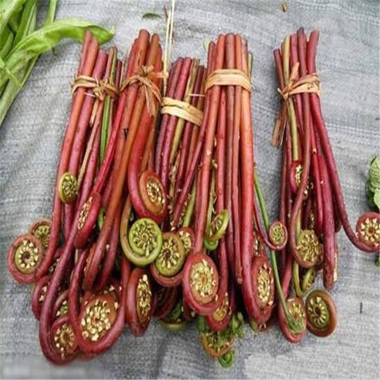 全自动山野菜清洗加工设备-蒸煮漂烫流水线设备-一站购齐
