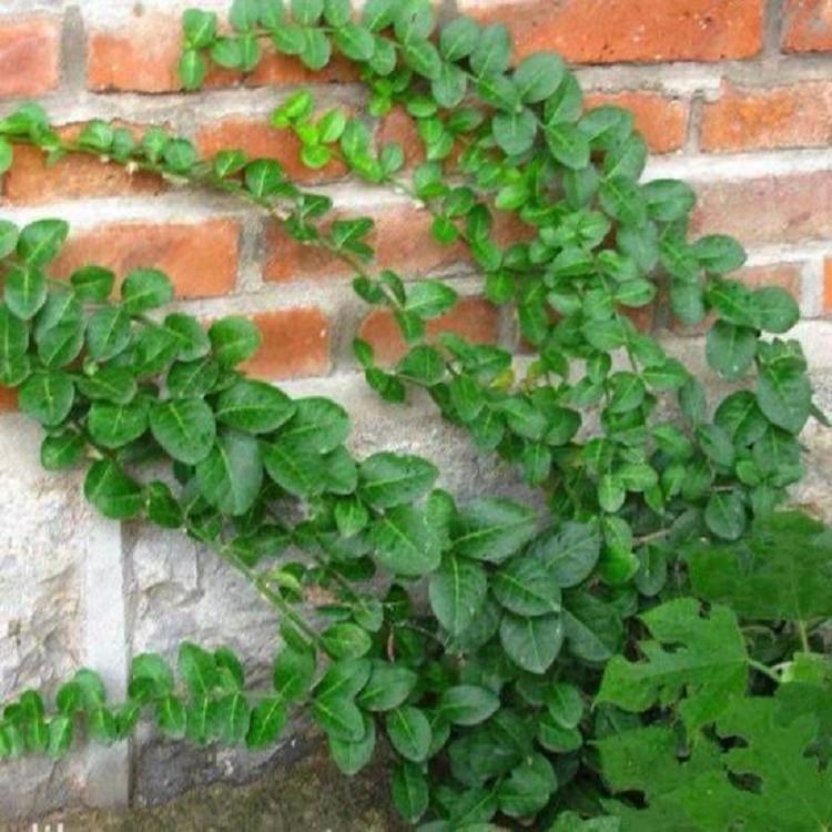 大量优惠小叶扶芳藤 批发扶芳藤 爬行卫矛
