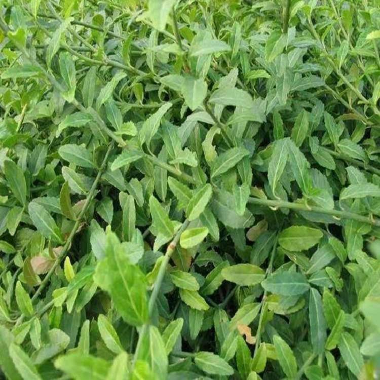 小叶扶芳价格 顺和花卉基地批发